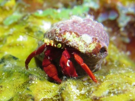 107 Red Reef Hermit Crab IMG 6087